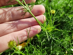 Tripleurospermum inodorum