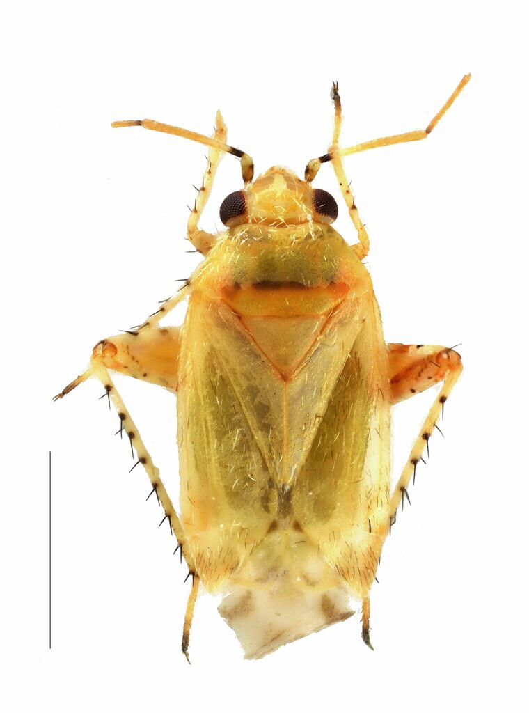 Badezorus
