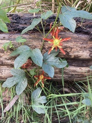 Passiflora cinnabarina
