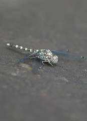 Bradinopyga geminata