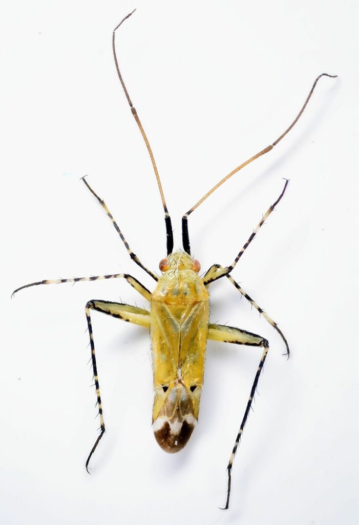 Camptotylus linae