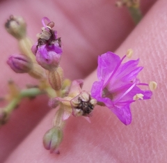 Acleisanthes chenopodioides