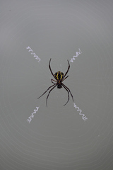 Argiope anasuja