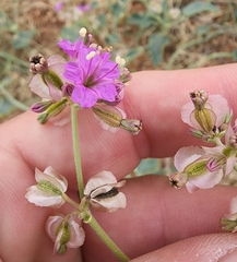 Acleisanthes chenopodioides