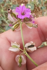 Acleisanthes chenopodioides