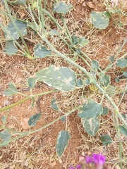 Acleisanthes chenopodioides