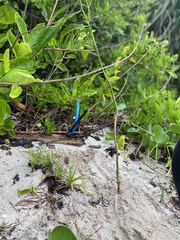 Barringtonia asiatica