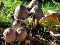 Coprinopsis atramentaria