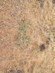 Acleisanthes chenopodioides