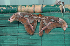 Attacus