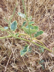 Acleisanthes chenopodioides