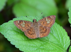 Pseudocoladenia dan