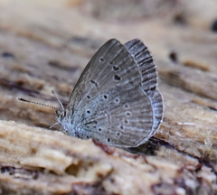 Zizeeria karsandra