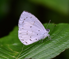 Udara akasa
