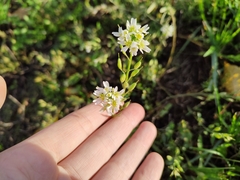 Berteroa incana