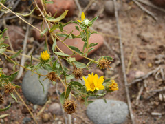 Grindelia pulchella
