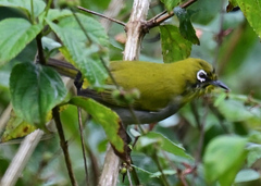 Zosterops palpebrosus