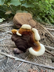 Ganoderma oregonense