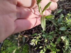 Berteroa incana