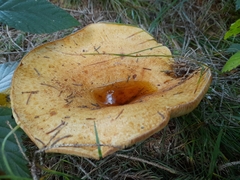 Lactarius scrobiculatus