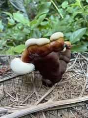 Ganoderma oregonense