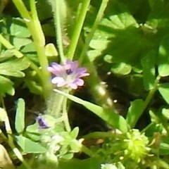 Geranium molle