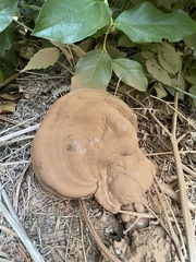 Ganoderma oregonense