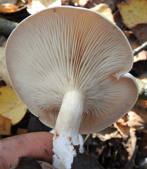 Clitocybe phyllophila