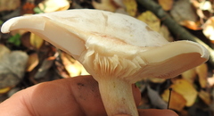 Clitocybe phyllophila