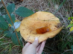 Lactarius scrobiculatus