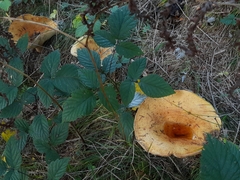 Lactarius scrobiculatus