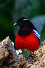 Erythropitta ussheri