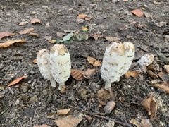 Coprinus comatus