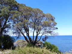 Melaleuca lanceolata