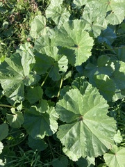 Malva