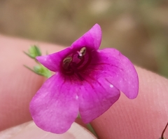 Penstemon thurberi