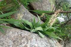 Merwilla plumbea