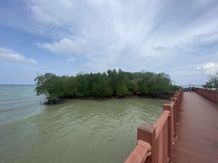 Rhizophora apiculata