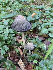 Coprinus comatus