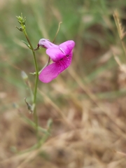 Penstemon thurberi