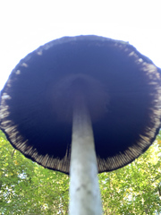 Coprinus comatus