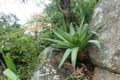Merwilla plumbea