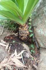 Merwilla plumbea