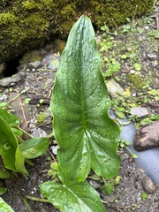 Zantedeschia