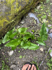 Zantedeschia