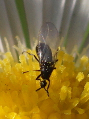 Scatopsidae