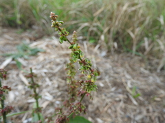 Rumex conglomeratus