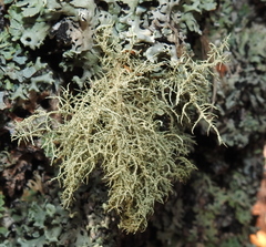 Usnea