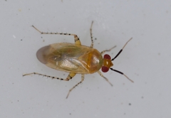 Campylomma diversicorne