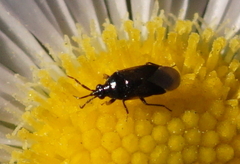 Anthocoridae